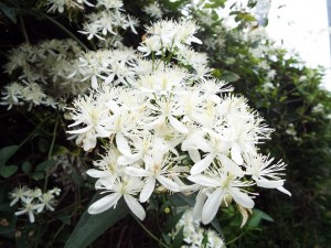 白い花３